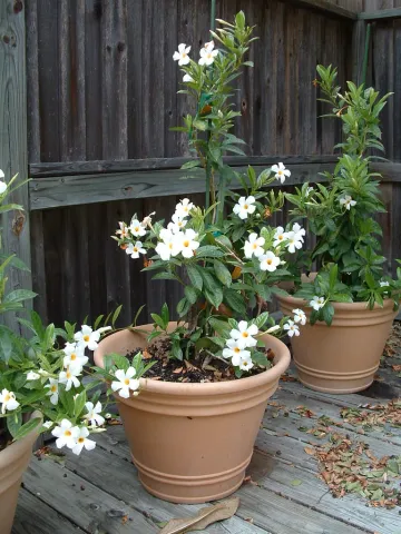 Mandevilla laxa jasmim chileno num vaso