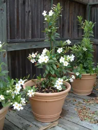 Mandevilla laxa jasmin du Chili en pot