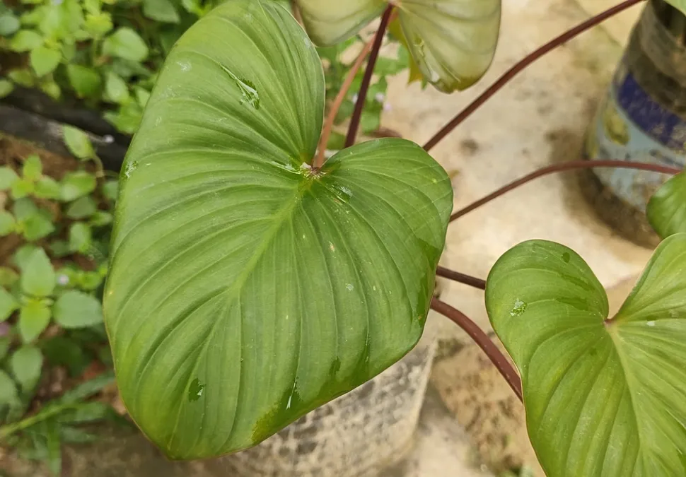 Groene bladeren Homalomena Maggy