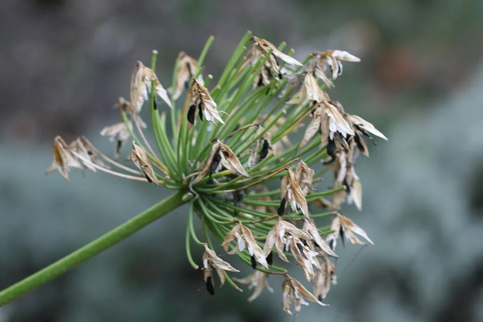 Frucht Agapanthus praecox