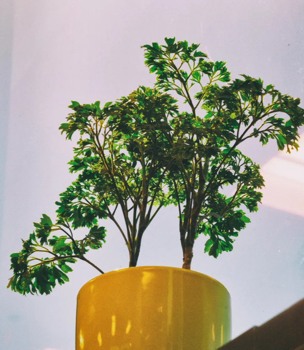 Polyscias Elegans in vaso