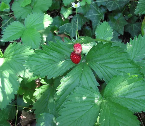 Fragola di bosco