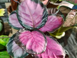 Calathea rosafarbene Blätter 'Purple Rose'