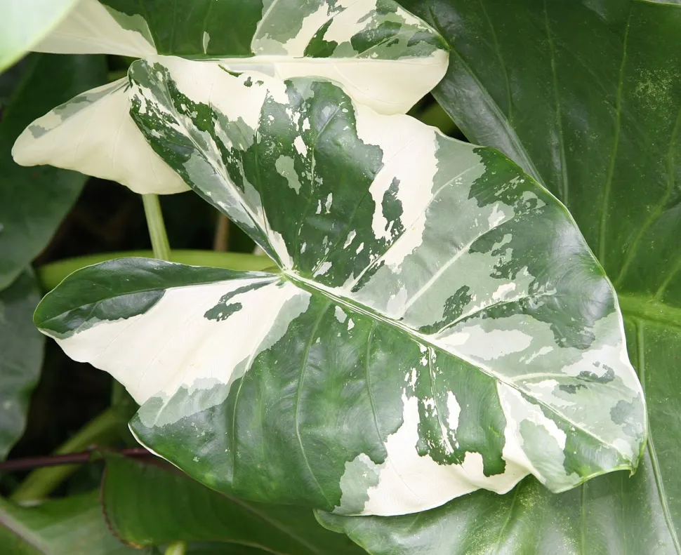 Alocasia macrorrhizos variegata