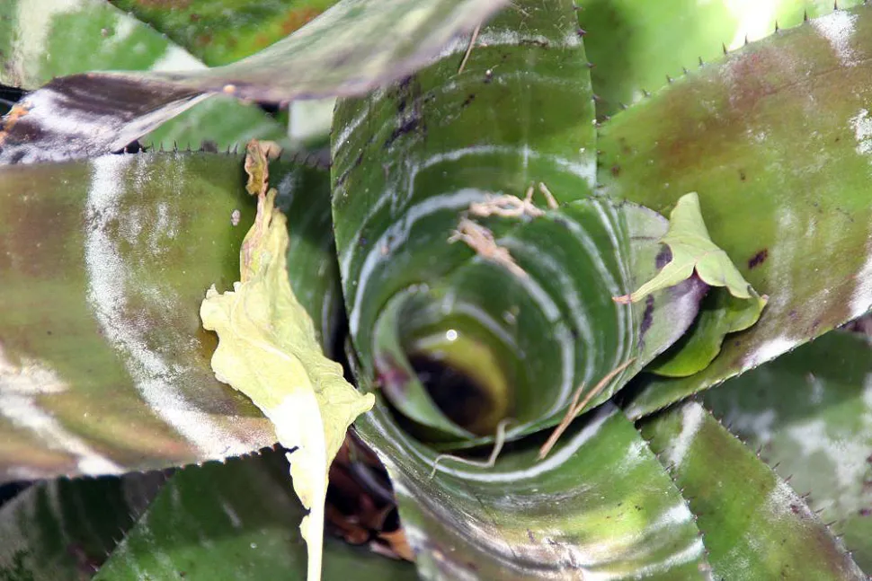 Roseta de folhas de Aechmea chantinii