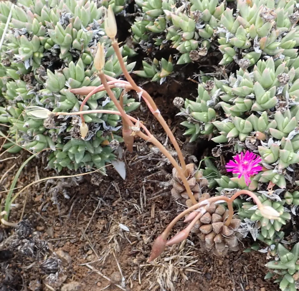 Anacampseros rufescens en el suelo