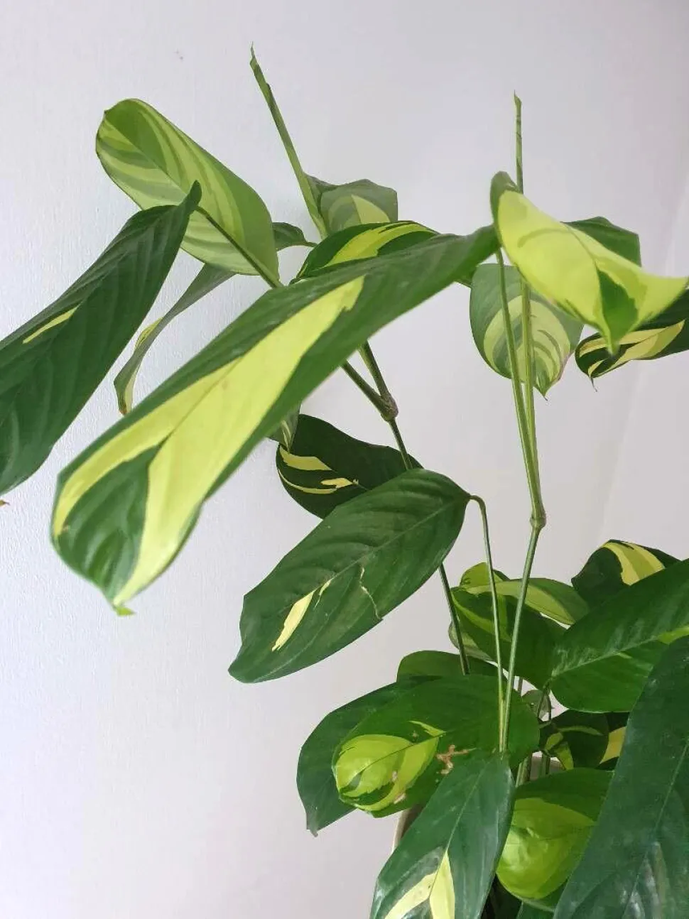 Ctenanthe lubbersiana in een pot