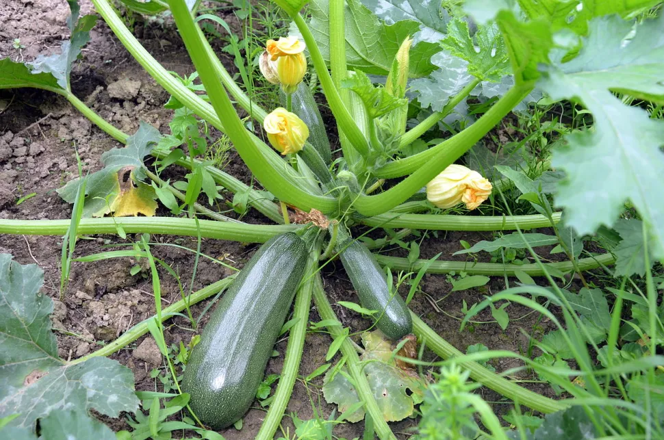 Courgette bloemen en vruchten