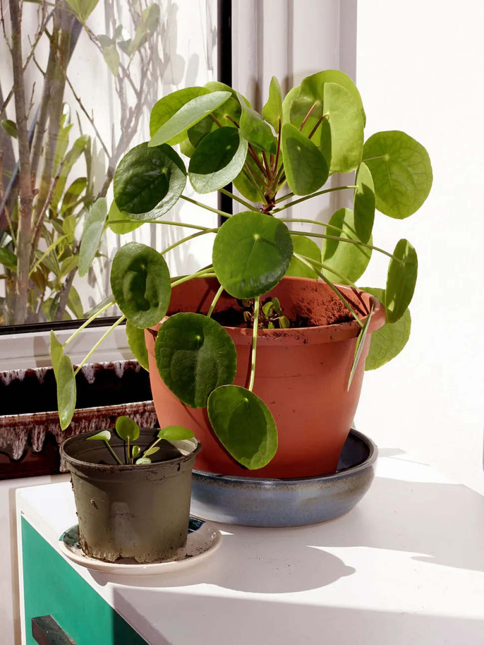 Chinese muntplant in pot