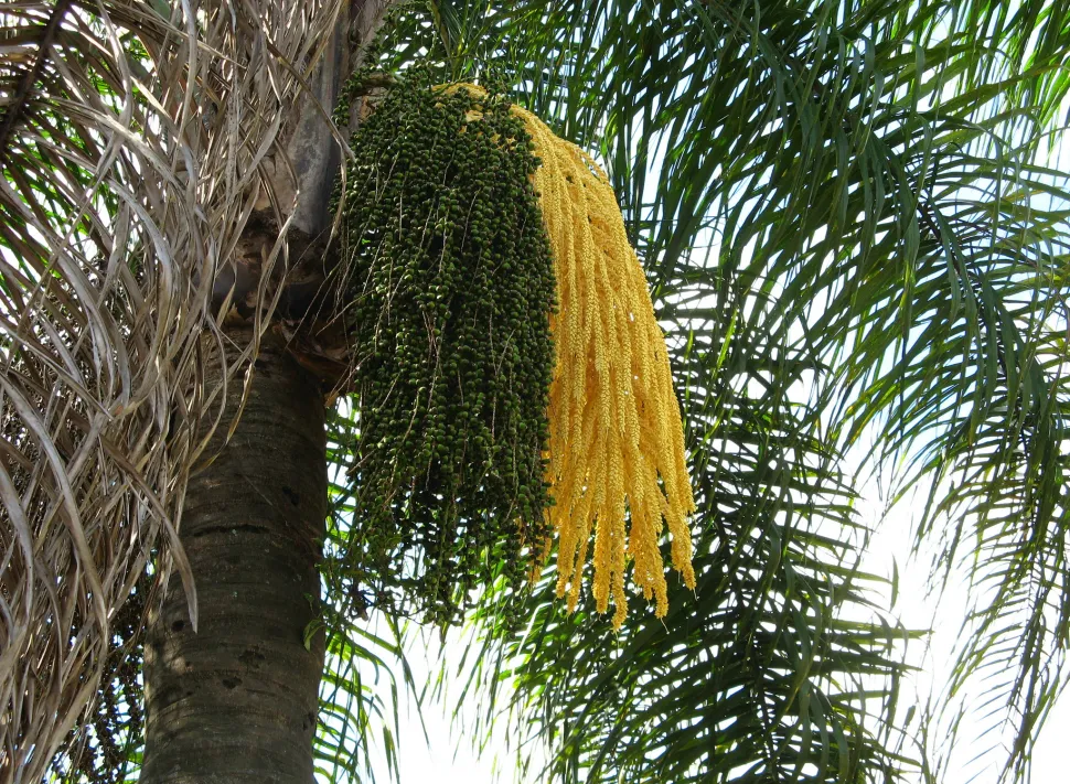 Fiori Syagrus romanzoffiana