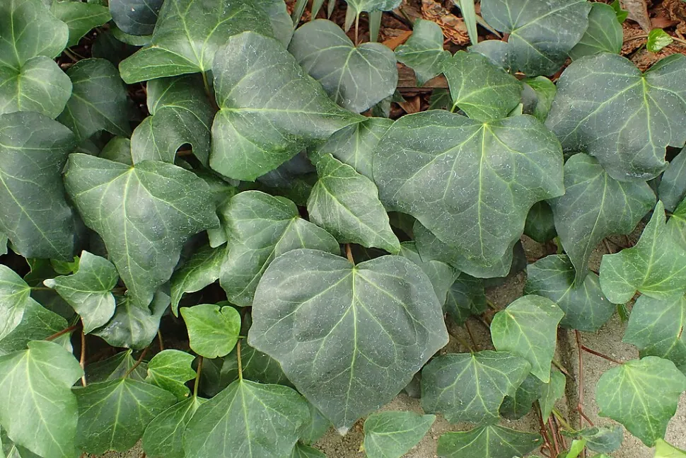 Efeu Hedera algeriensis