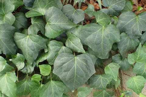 Ivy Hedera algeriensis