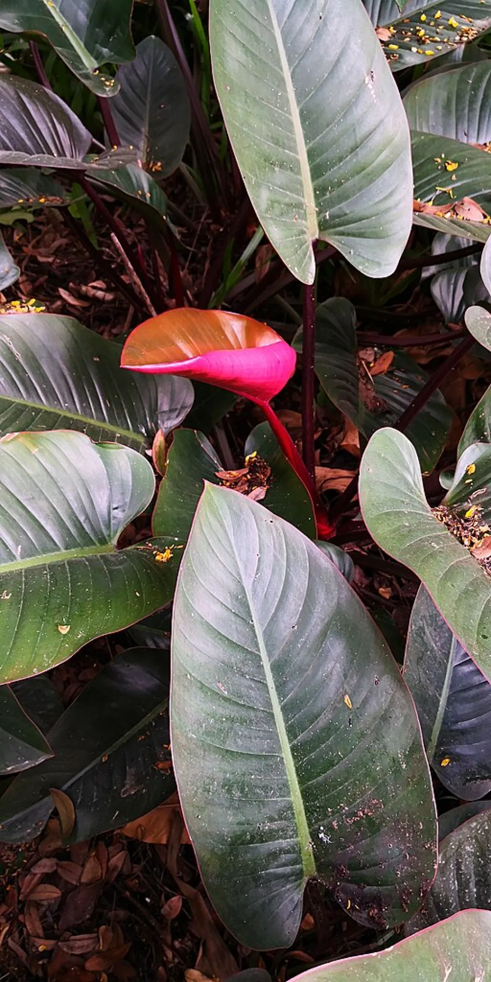Foglie di Philodendron erubescens