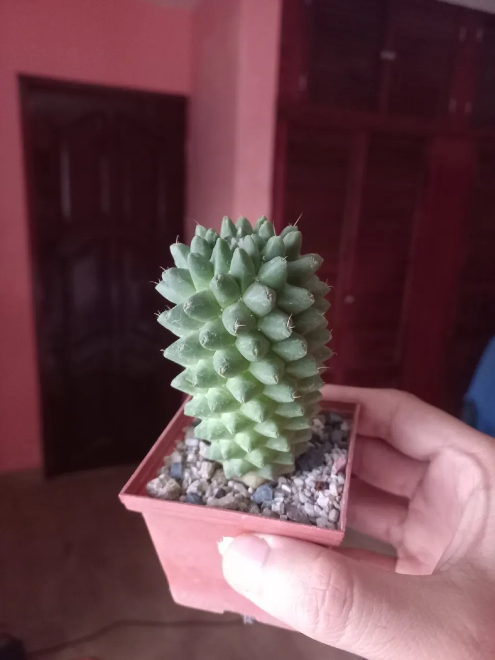 Mammillaria polythele im Topf