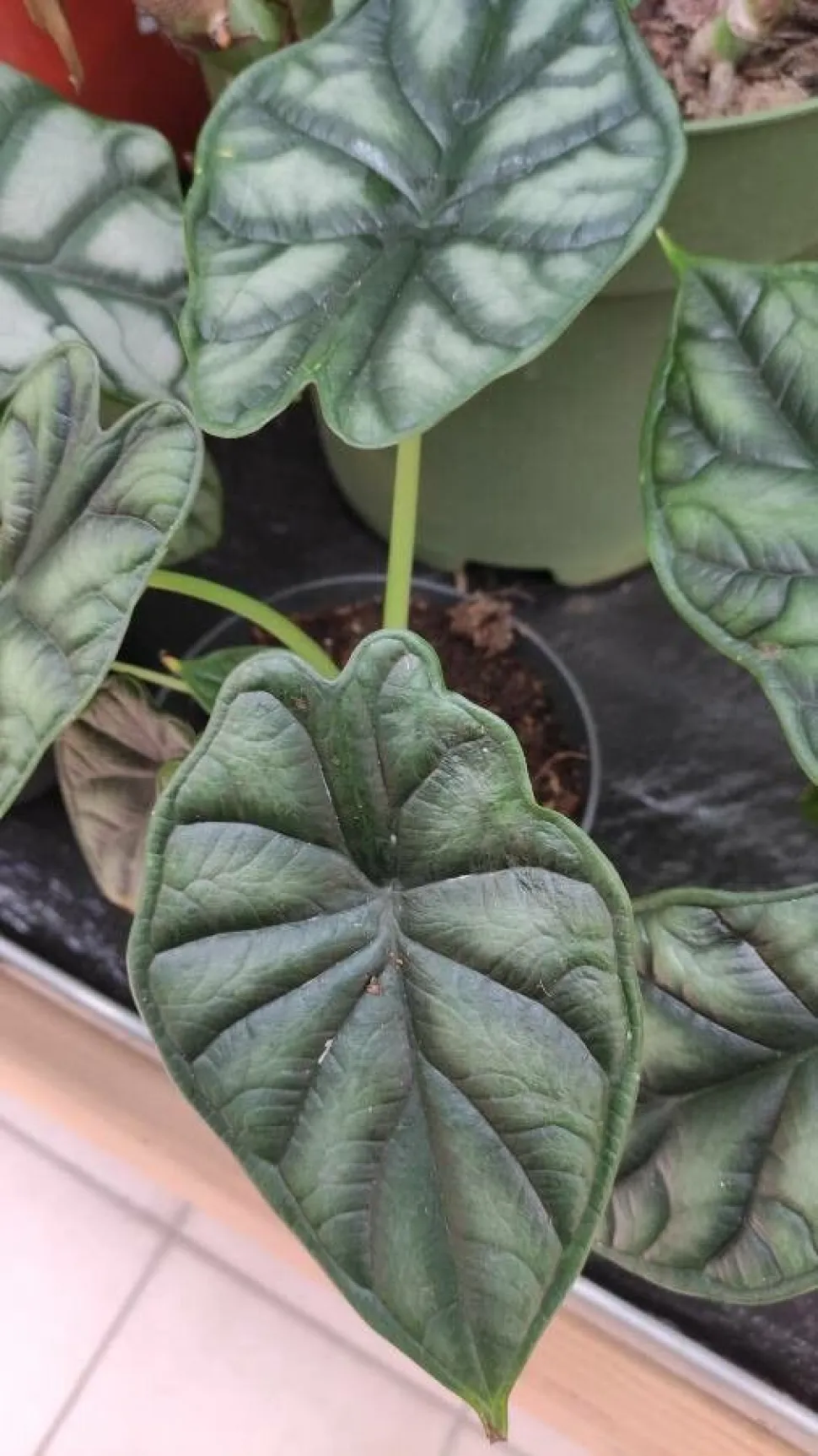 Hojas de Alocasia Dragon Scale