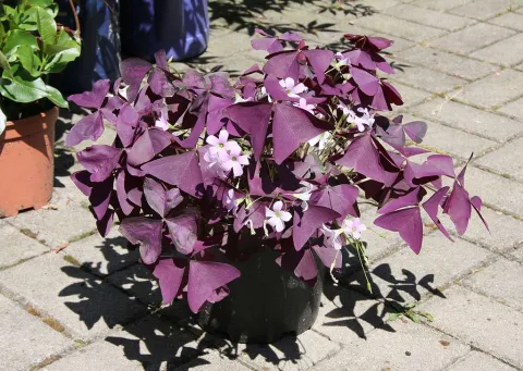 Oxalis violette Blätter rosa Blüten