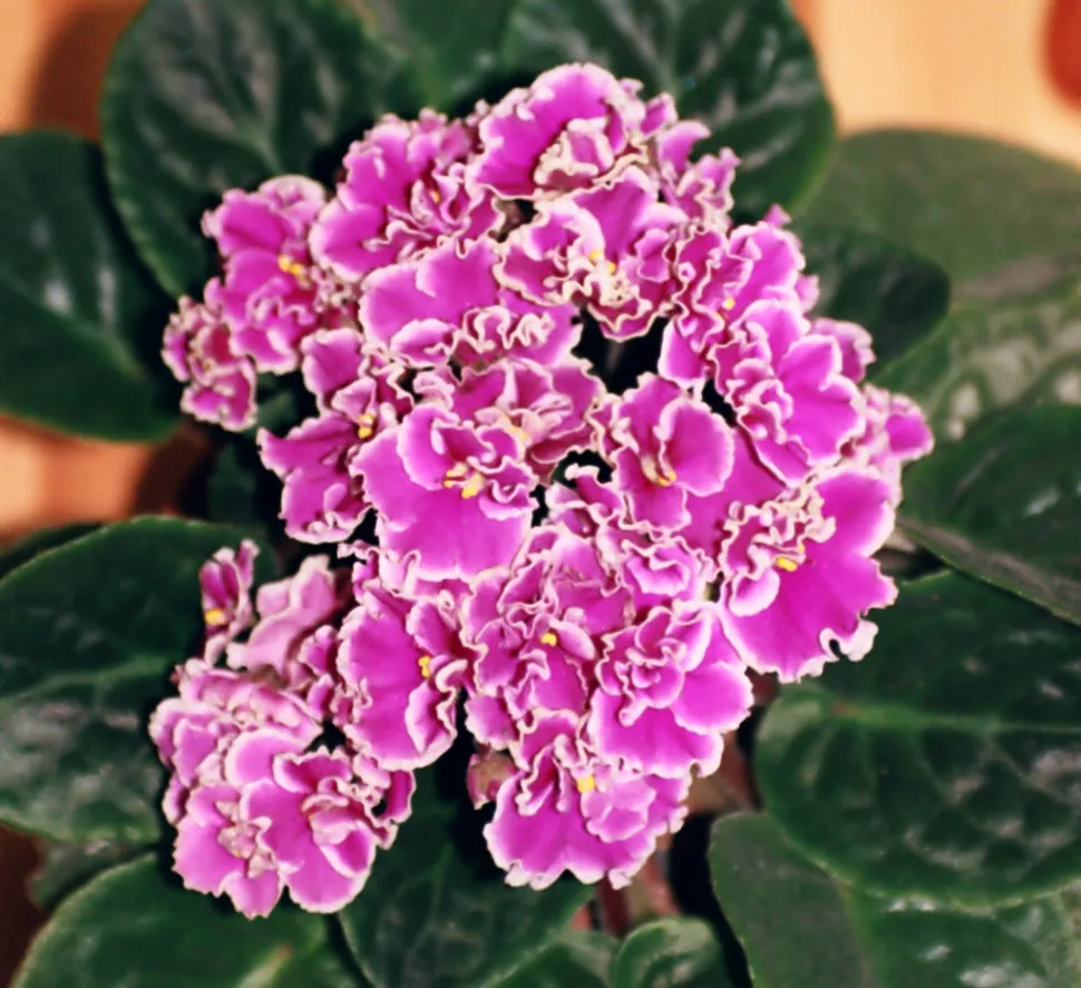 Saintpaulia Blumen rosa gezackt