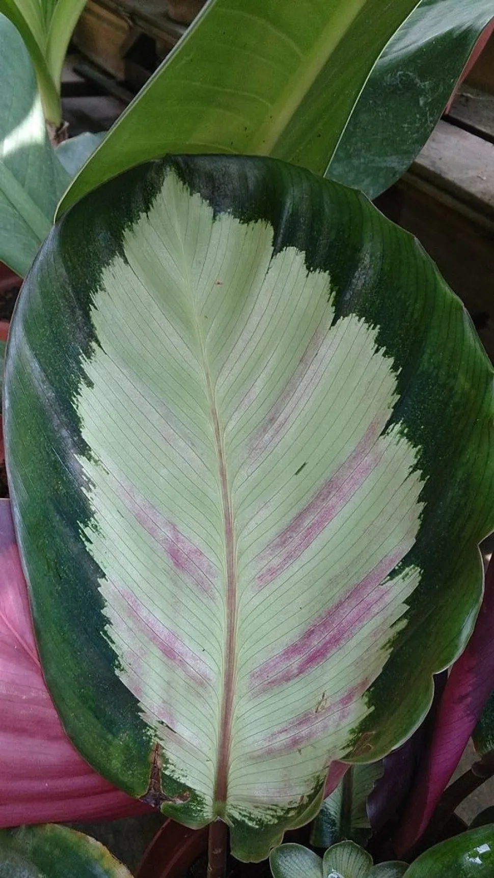 Goeppertia picturata Argentea blad