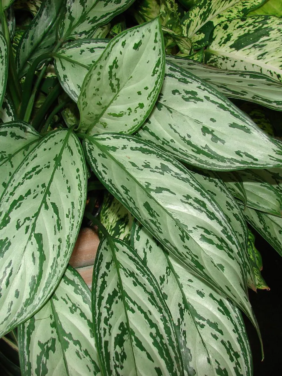 Aglaonema Silver Queen gebladerte
