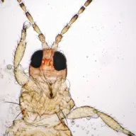 Insect thrips thysanoptera