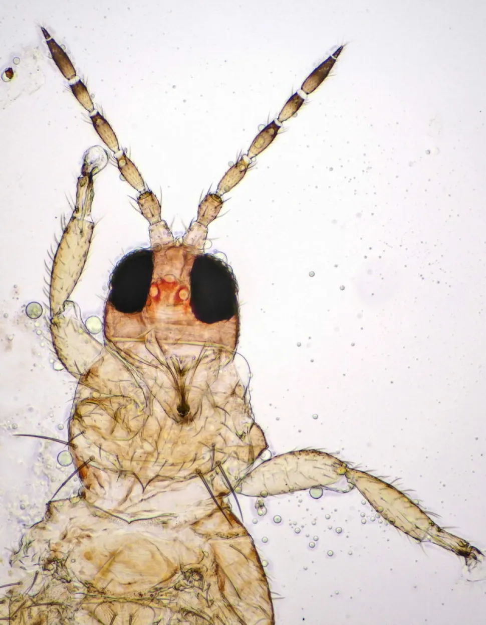 Insekt Thrips Thysanoptera
