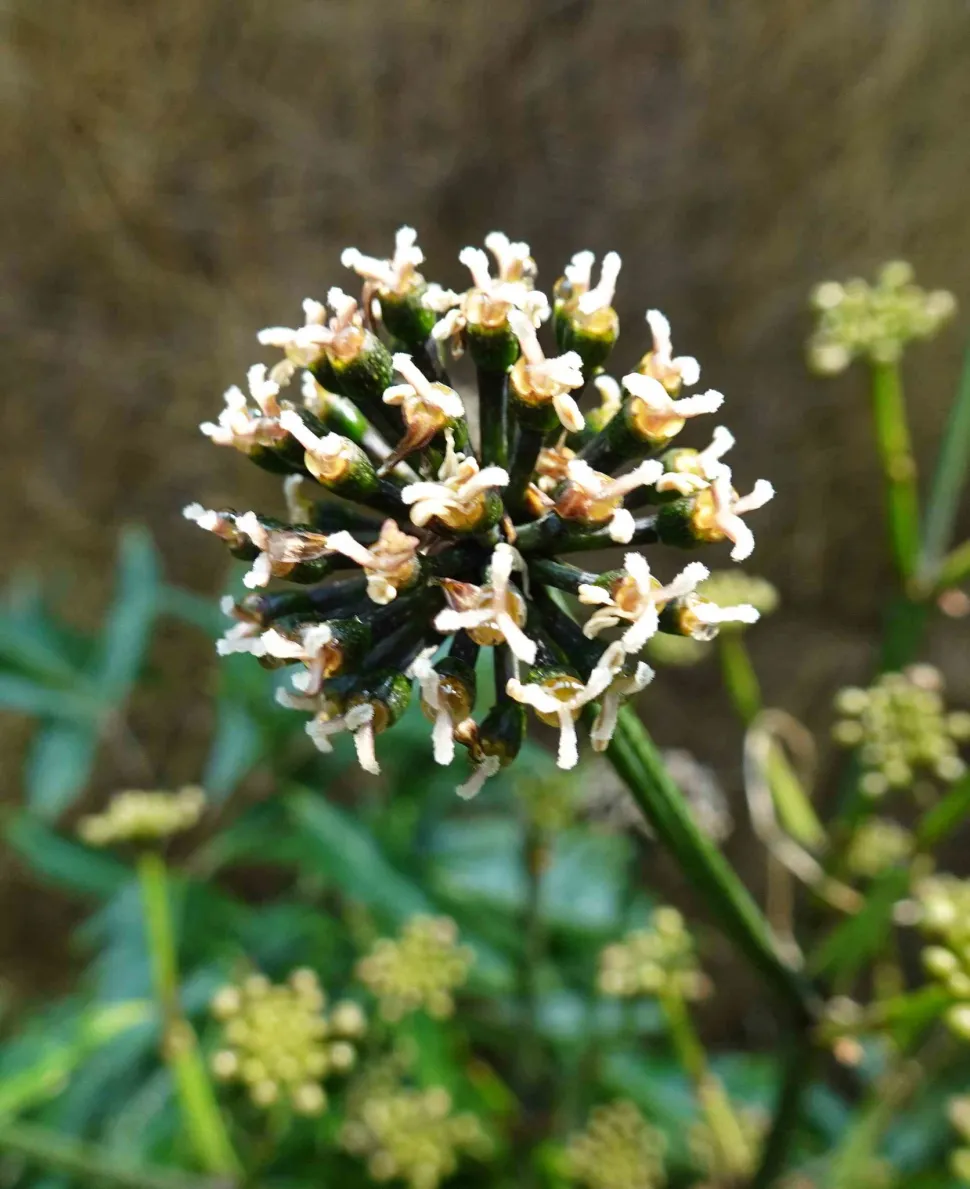 Flores Polyscias fruticosa