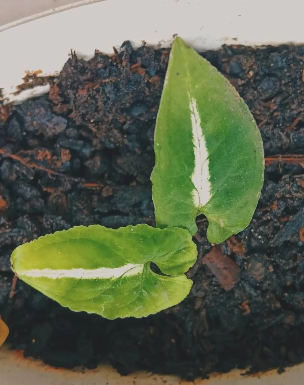 Zwei junge Blätter Syngonium wendlandii silberne Rippe