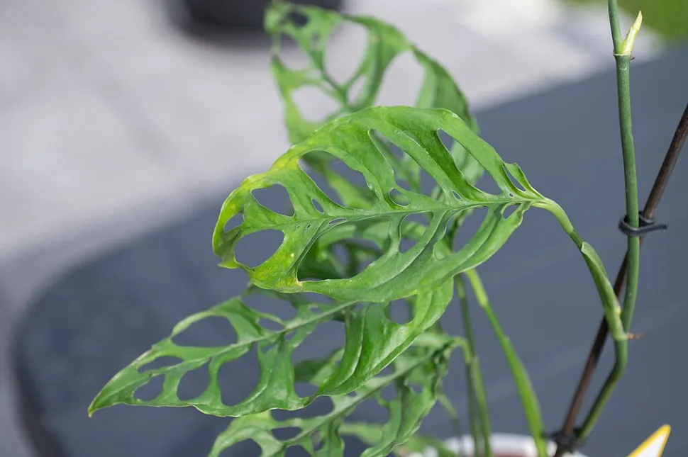 Fogliame reciso Monstera obliqua Perù