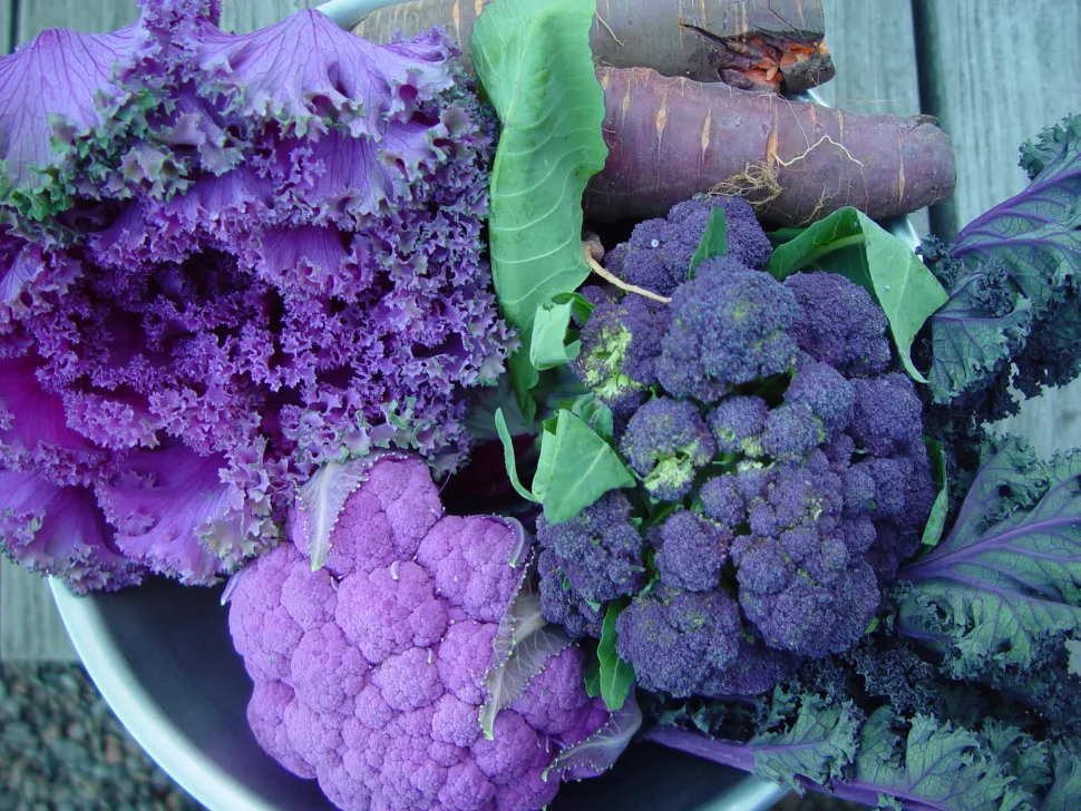 Coliflor morada de otoño