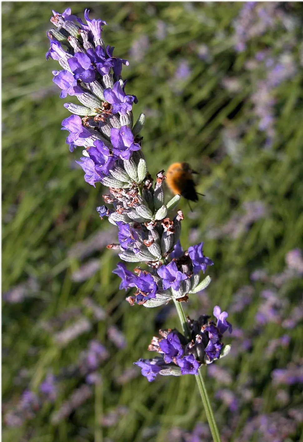Blaue Blütenstände Aspik-Lavendel Lavandula latifolia
