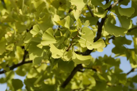 Ginkgo biloba 'Blagon' bladeren