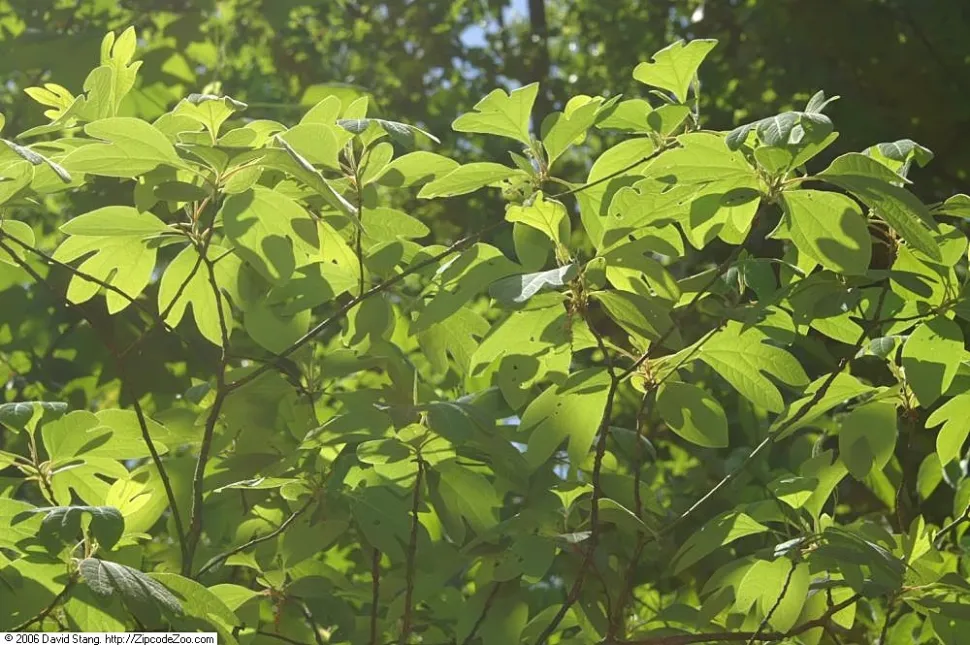 Sassafras albidum løv