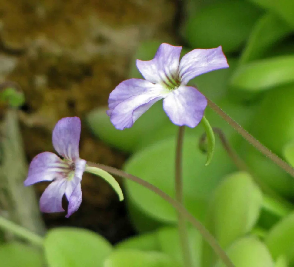 Flor violeta e branca Pinguicula agnata