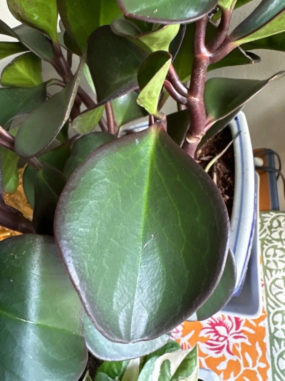 Peperomia red Margin a foglie verdi e rosse