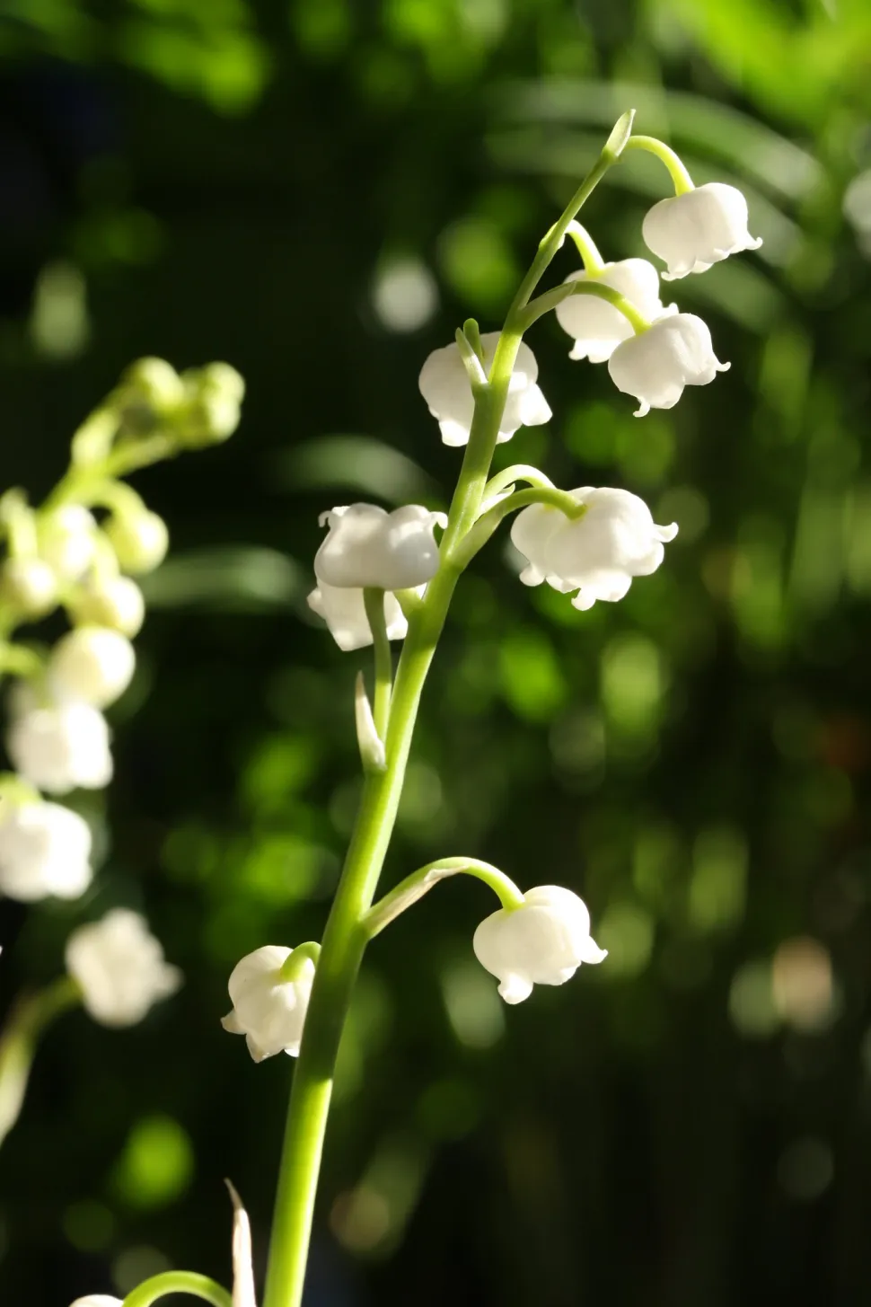 Flores blancas de lirio de los valles