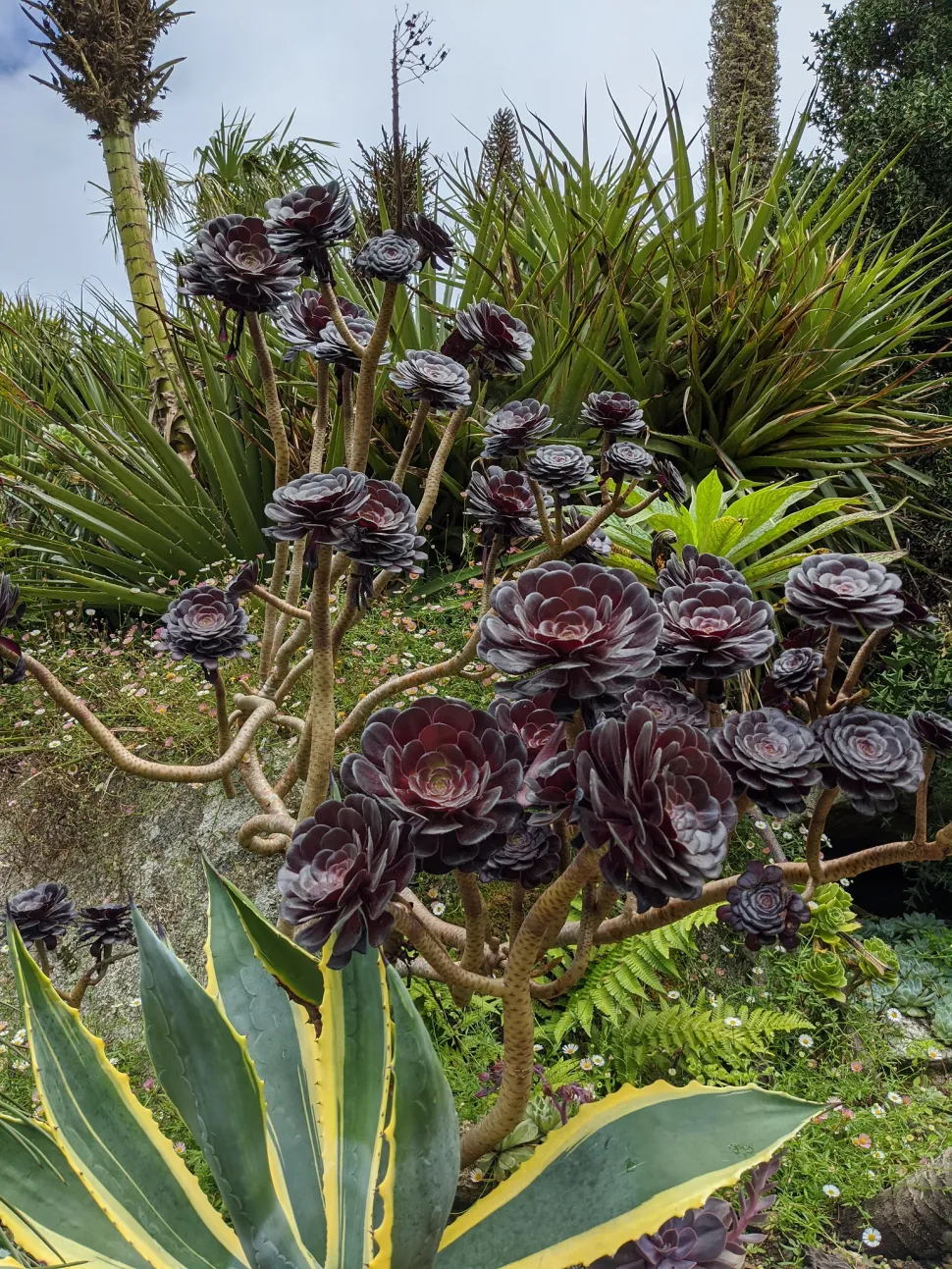Aeonium Zwartkop in rotstuin