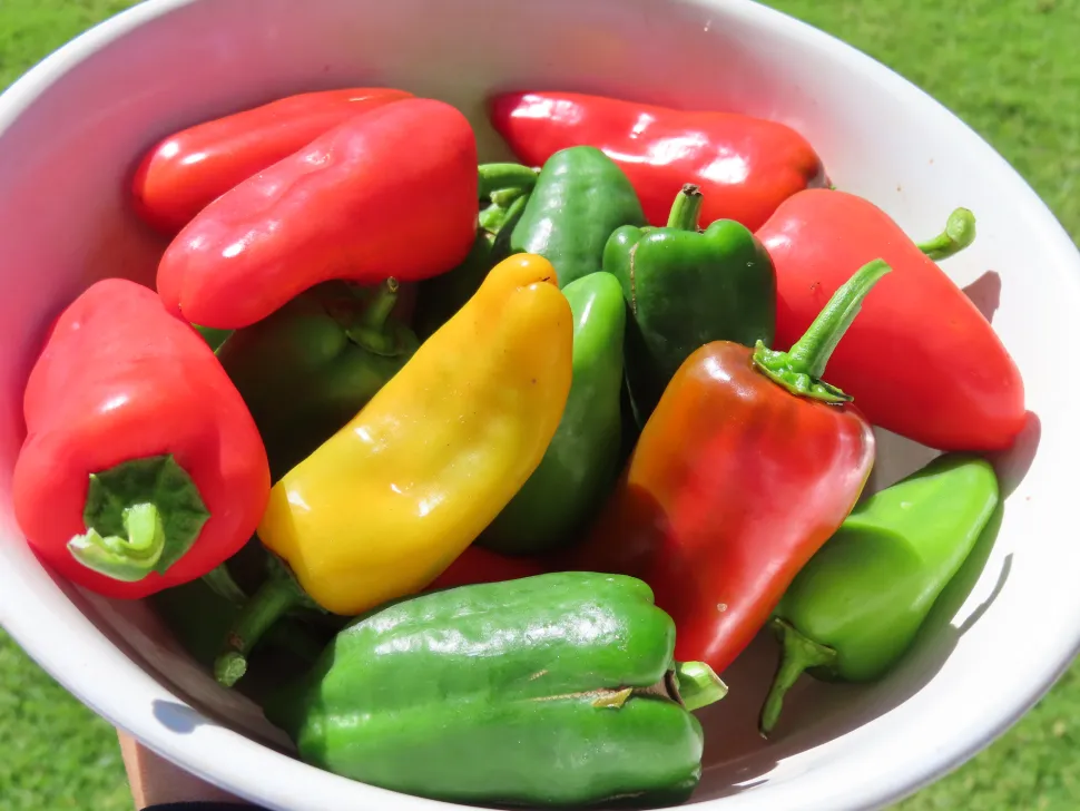Groene rode gele paprika's