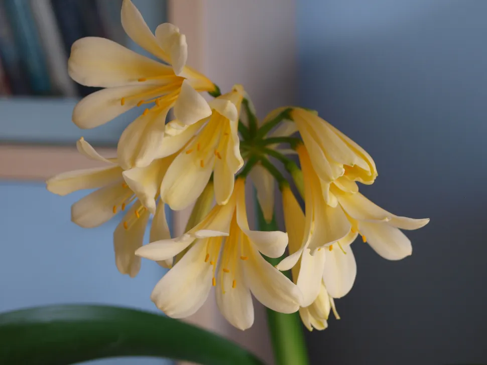Clivia miniata gule blomster
