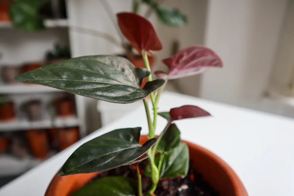 Hojas rojas y verdes de Syngonium erythrophyllum