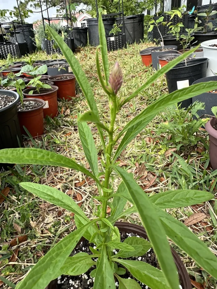Celosia spicata en pot