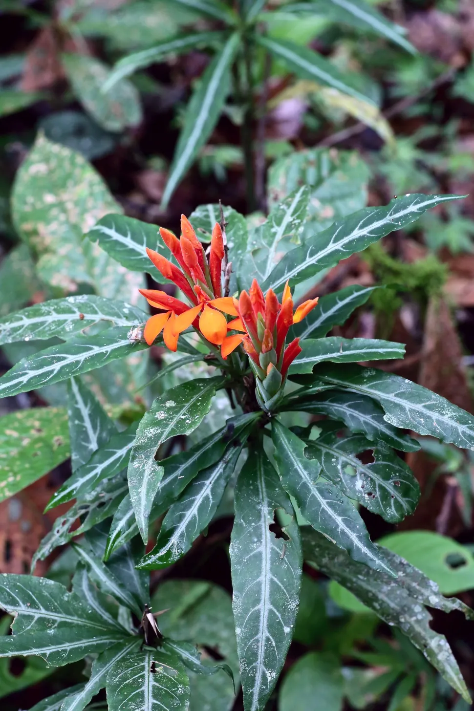 Espiga ardiente en flor