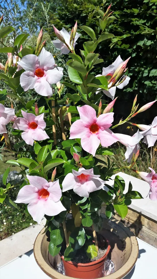 Dipladenia sanderi Mandevilla rosa und weiß