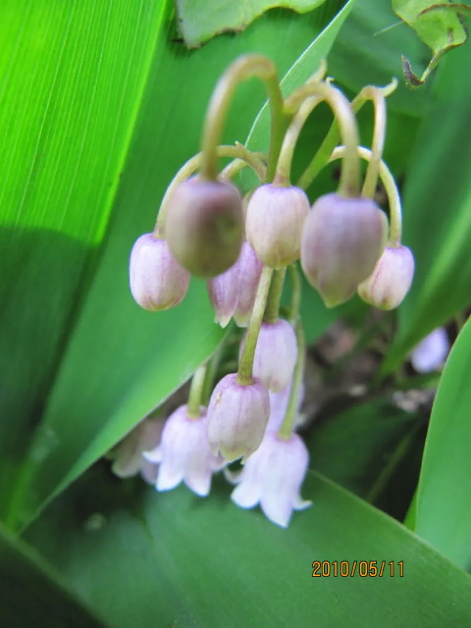 Fiori rosa a campana mughetto Convallaria majalis rosea