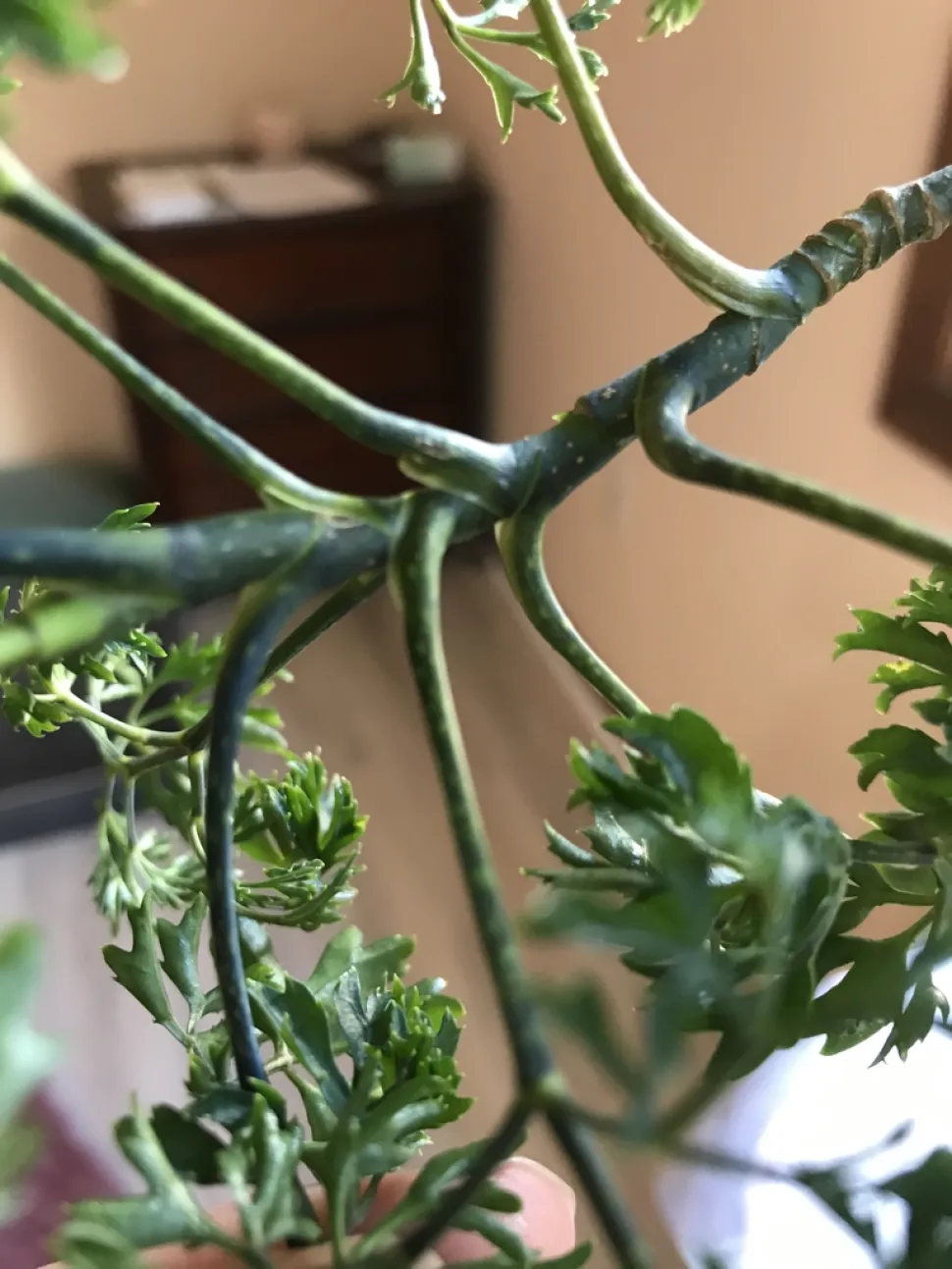 Foglie Polyscias fruticosa Elegans