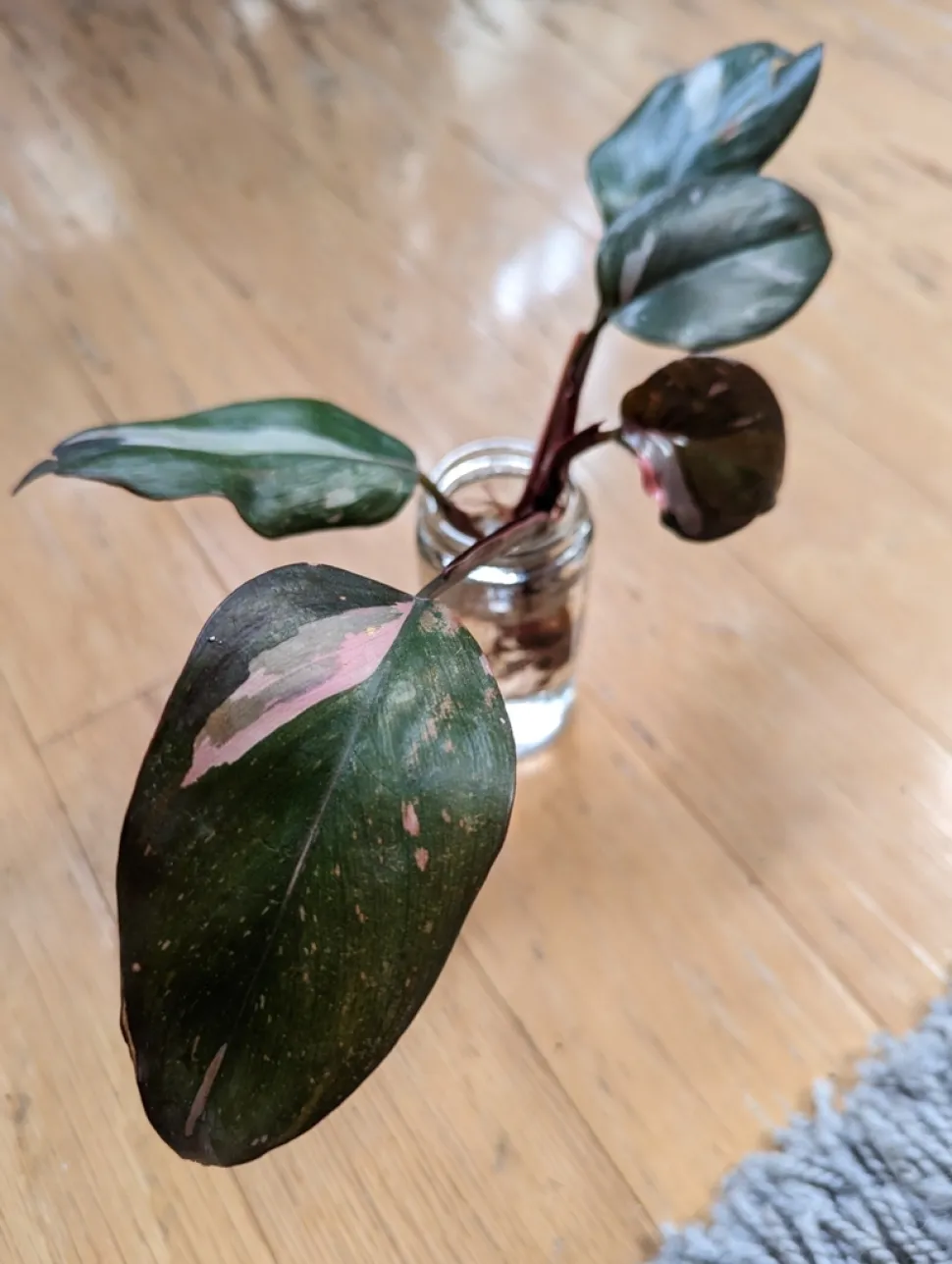 Philodendron folhas verdes variegadas com rosa 'Pink Princess