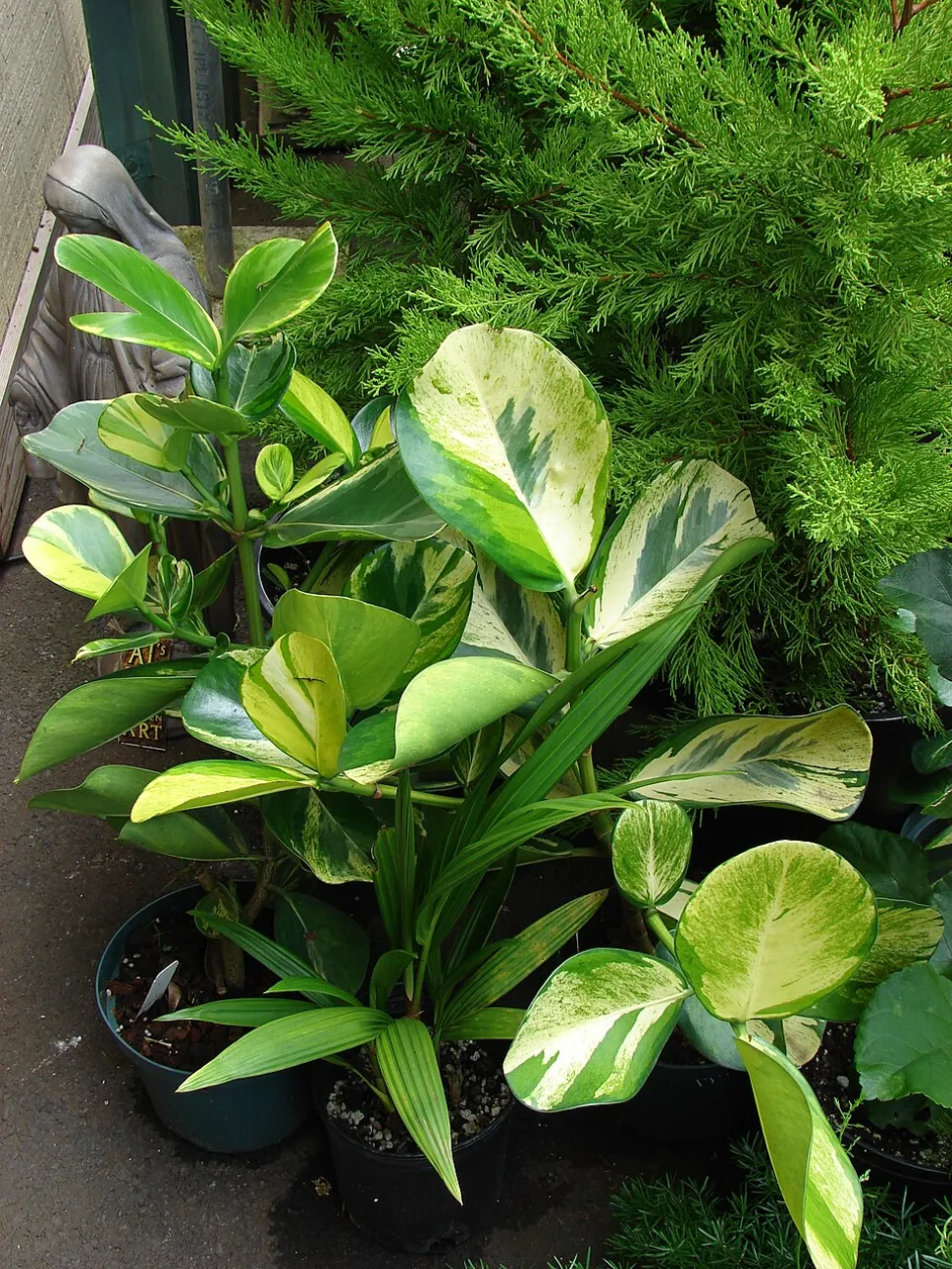 Gevarieerd blad Clusia rosea