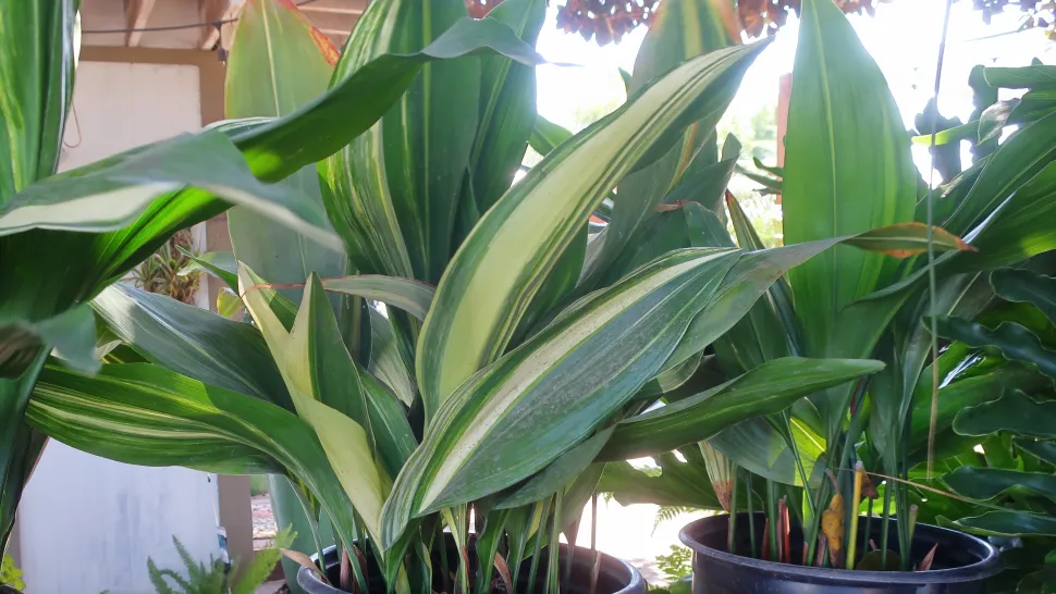 Aspidistra elatior folhas verdes variegadas