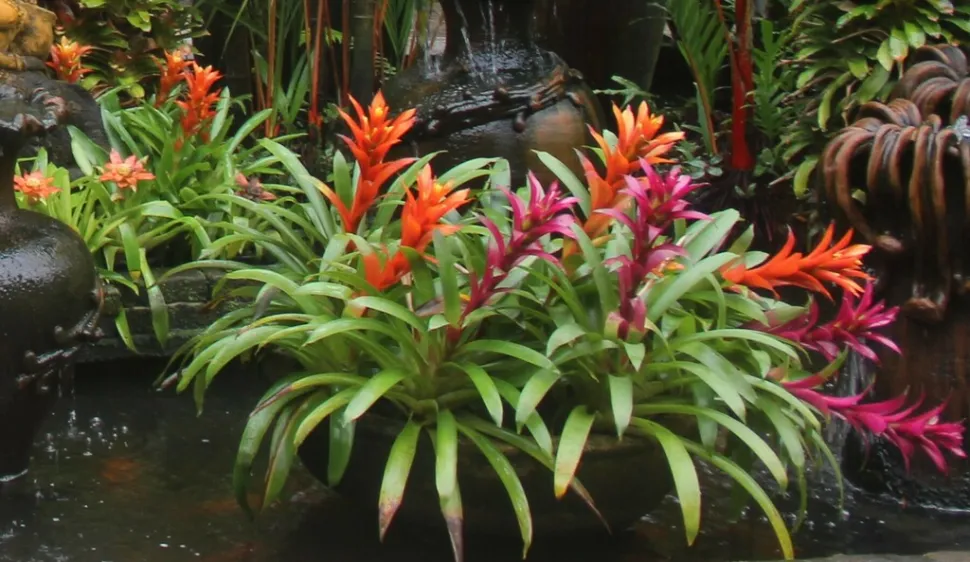 Guzmania lingulata orange eller violette højblade