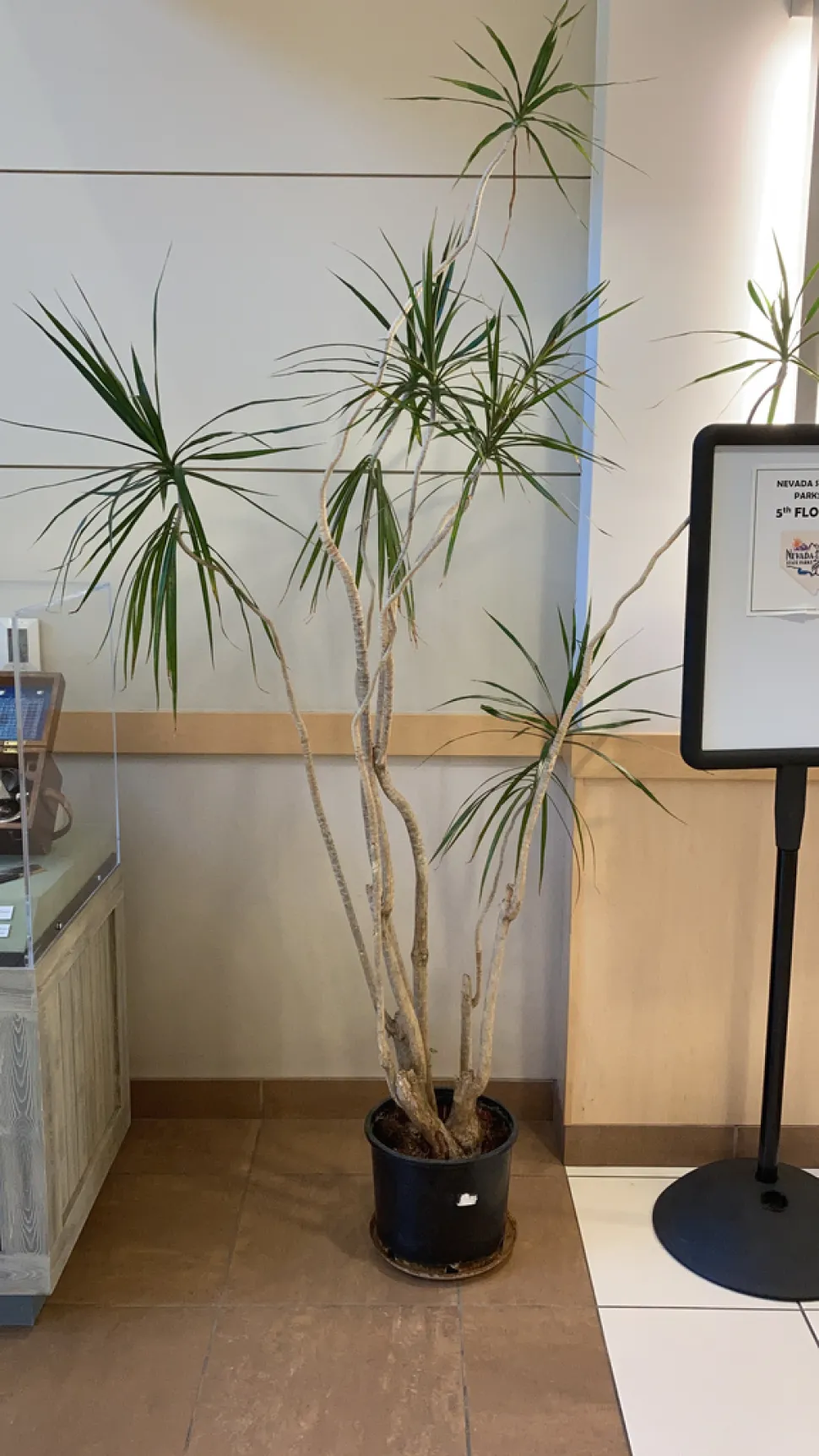 Draceana reflexa num vaso