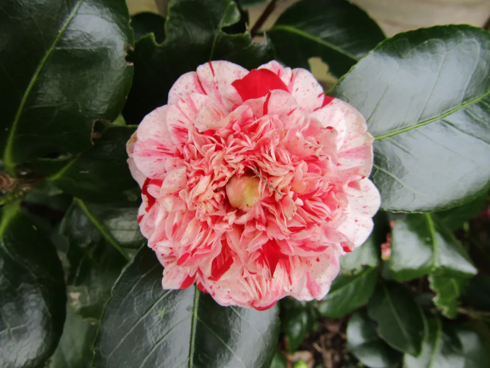 Camelia japonica a fiore doppio